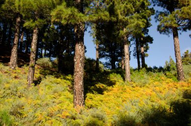 Kanarya Adası Çamı Ormanı.