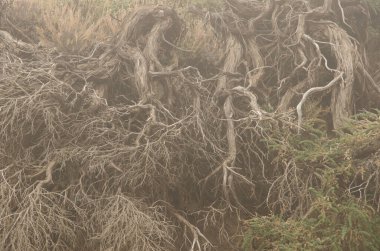 Sisin içinde Adenocarpus viscosus çalıları.