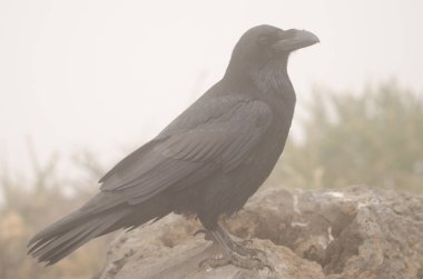 Kanarya Adaları Siste Kuzgun.