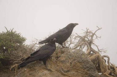 Kanarya Adaları Kuzgunları Corvus corax kanariensis.