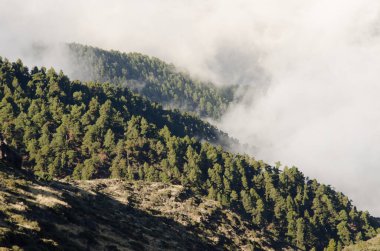 Kanarya Adası Çamı Ormanı.