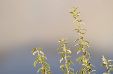 Ağaç dalları Lucerne Chamaecytisus proliferus.