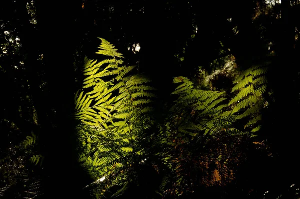 Bracken ferns Pteridium aquilinum в лесу. — стоковое фото