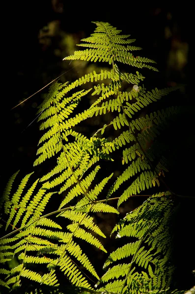 Fougères bracken Pteridium aquilinum dans la forêt. — Photo