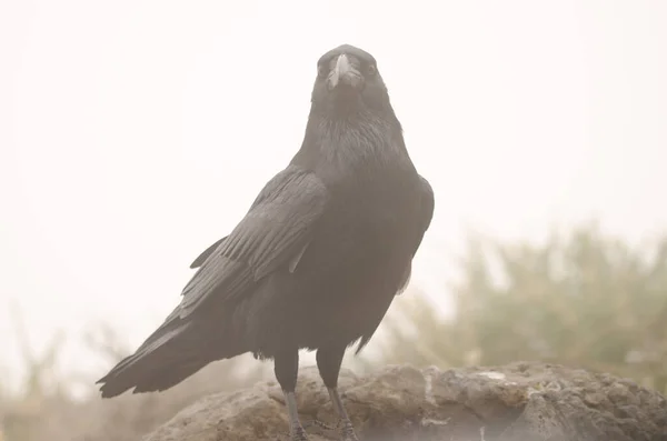 Canary Islands raven in the fog. — Stock Photo, Image