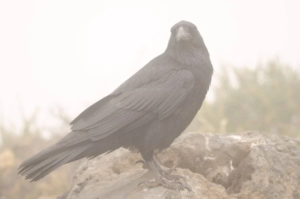 Cuervo canario en la niebla. —  Fotos de Stock