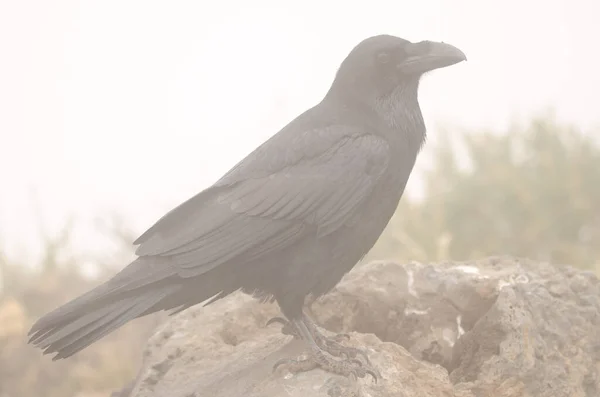 Canárias corvo no nevoeiro. — Fotografia de Stock