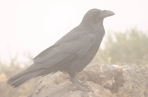 Cuervo canario en la niebla. —  Fotos de Stock