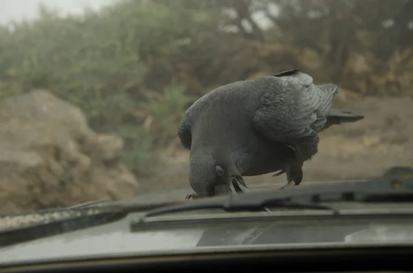 Kruk z Wysp Kanaryjskich próbuje zdjąć część z maski samochodu. — Zdjęcie stockowe