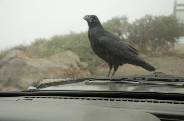 车厢内及加那利群岛的渡鸦栖息在车篷上. — 图库照片