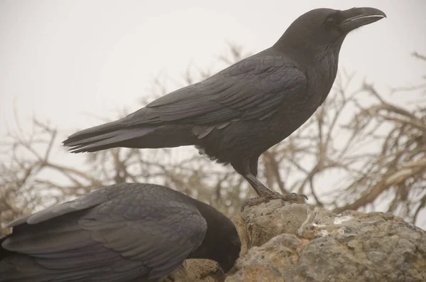 Kanarya Adaları Kuzgunları Corvus corax kanariensis. — Stok fotoğraf