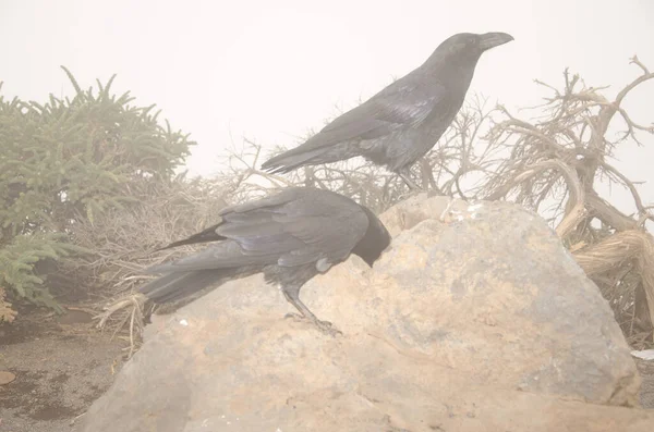 Corvi delle Isole Canarie Corvus corax canariensis. — Foto Stock