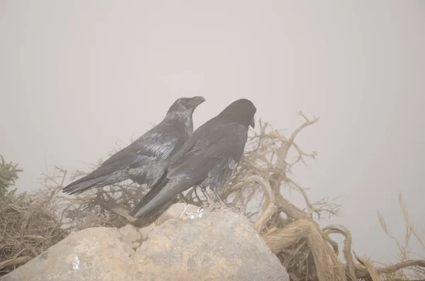 Kanarya Adaları Kuzgunları Corvus corax kanariensis. — Stok fotoğraf