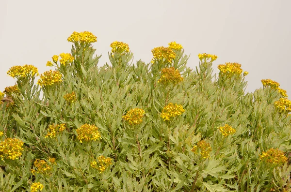 Рослина Сенесіо Пальмініс у цвітіння . — стокове фото