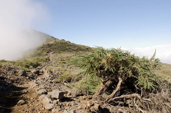 Arbusto Adenocarpus viscosus en el Parque Natural Las Nieves. —  Fotos de Stock