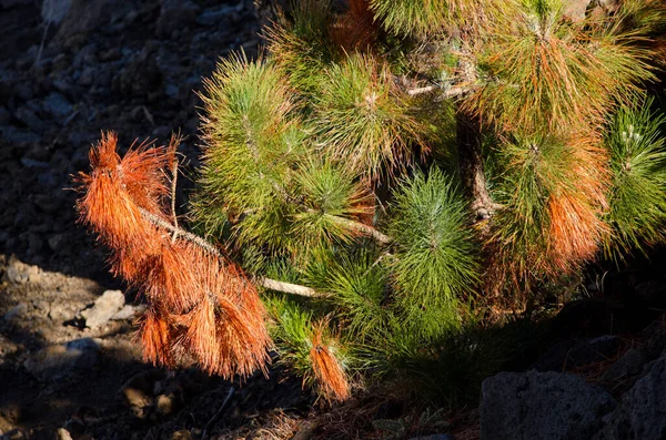 Pino canario Pinus canariensis. — Foto de Stock