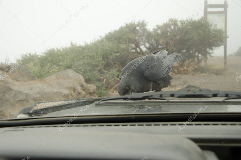 Canary Islands raven trying to pull a part off the hood of a car.