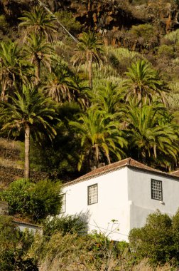 Geleneksel kanarya evi ve Kanarya adası palmiyesinin palmiye bahçesi.