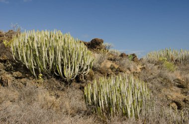 Kanarya Adası 'nın Yokuşu.