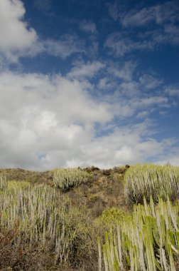 Kanarya Adası 'nın yamaçlarında fışkıran bulutlar.