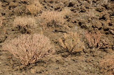 Balsam çalıları Euphorbia balsamifera.