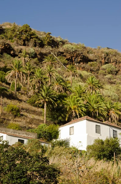 加那利岛传统的加那利人住宅和棕榈树. — 图库照片