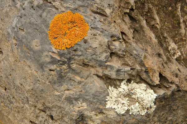 Olika arter av lavar på en klippa. — Stockfoto