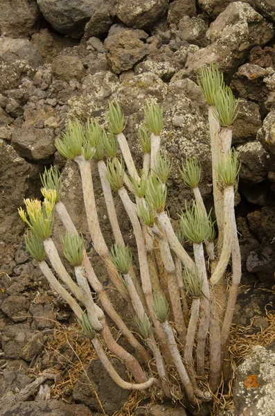 Stammar och blad från den saftiga växten Kleinia neriifolia. — Stockfoto