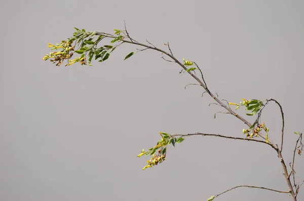 Дерево тютюну Нікотіана глаука в цвітіння . — стокове фото