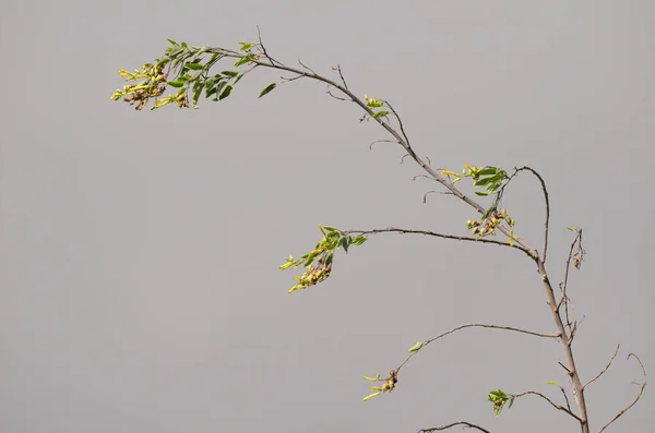 Tabaco de árbol Nicotiana glauca en flor. —  Fotos de Stock