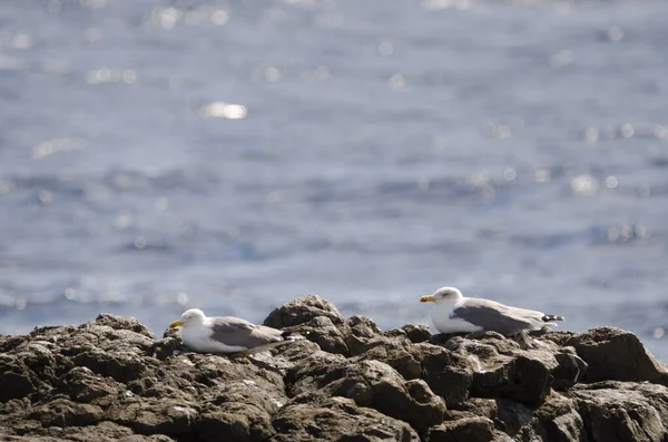 Gabbiani dalle zampe gialle che riposano sulla costa. — Foto Stock