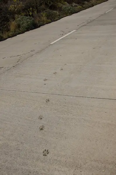 Huellas de perro en un camino de concreto. — Foto de Stock