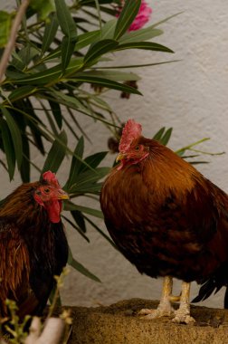 Tavuk solda, horoz sağda..