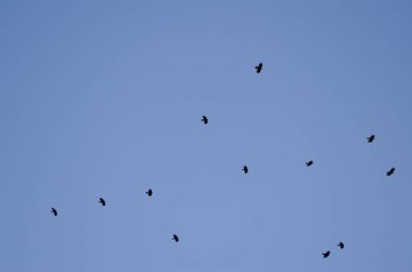 Uçan kırmızı gagalı Choughs sürüsü.