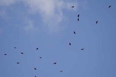 Uçan kırmızı gagalı Choughs sürüsü.