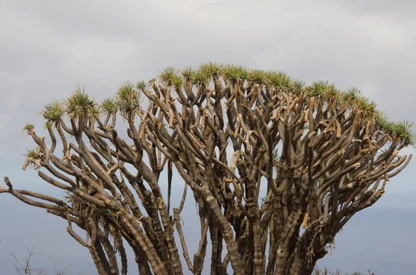 Δράκαινα των Καναρίων Νήσων Dracaena draco. — Φωτογραφία Αρχείου