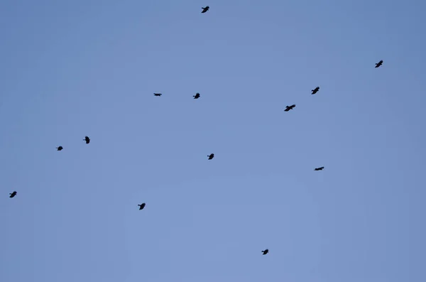 Flock of red-billed choughs in flight. — Stock Photo, Image