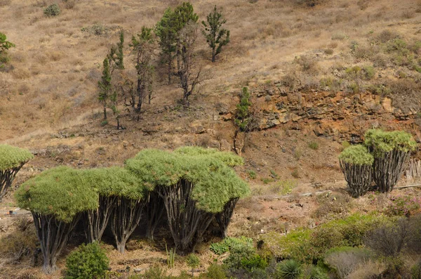 Wyspy Kanaryjskie smocze drzewa Dracaena draco. — Zdjęcie stockowe