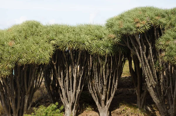 Δράκαινες των Καναρίων Νήσων Dracaena draco. — Φωτογραφία Αρχείου