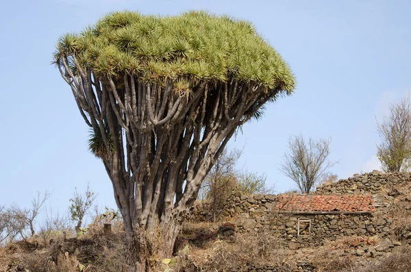 Árbol de dragón de Canarias y casa de piedra. —  Fotos de Stock