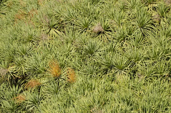 Folhas das Ilhas Canárias árvore do dragão — Fotografia de Stock