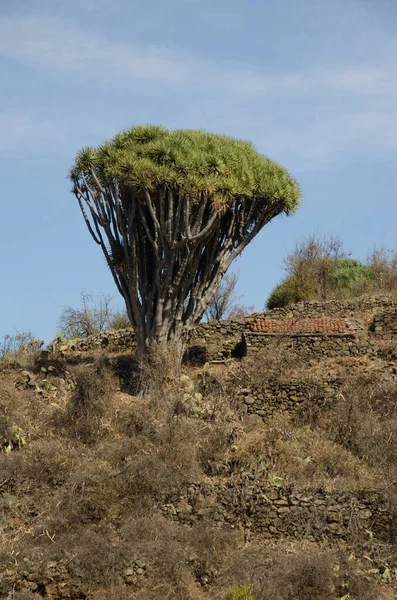 Árbol de dragón de Canarias y casa de piedra. — Foto de Stock