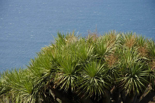 Baldacchino di un albero di drago delle Isole Canarie. — Foto Stock