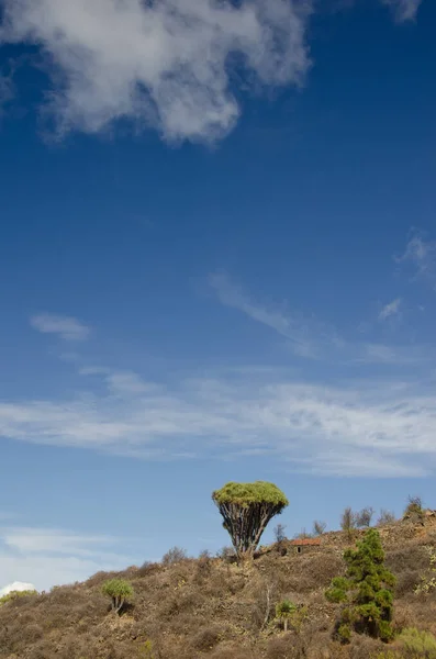 Pente avec des arbres dragons des îles Canaries, maison en pierre et pin des îles Canaries. — Photo