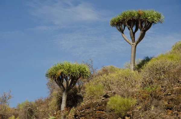 Îles Canaries Dragon Trees . — Photo