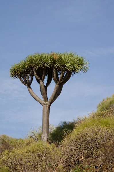 Árbol de dragón de Canarias. —  Fotos de Stock