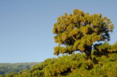 Kanarya Adası Çam.