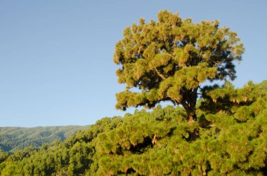 Kanarya Adası Çam.
