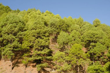 Kanarya Adası Çamı Ormanı.