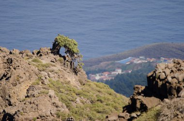 Kanarya Adaları Juniperus cedrus.